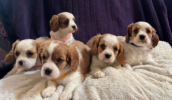 Beautiful cavalier King Charles puppies