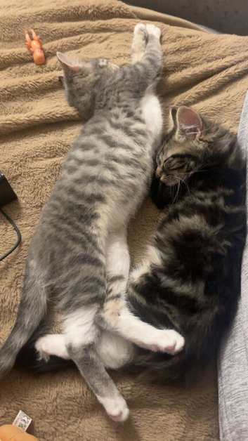 Male and female cats (brother and sister)