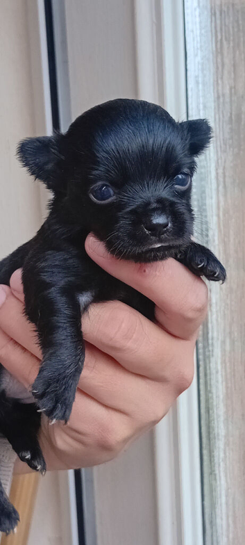 Long hair full black chihuahua boy male