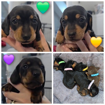 Miniature dachshund puppies
