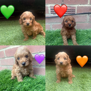 Cockapoo puppies