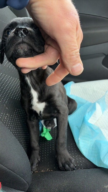 canecorso x dutch shepard pups