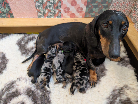 Beautiful merle dorkies