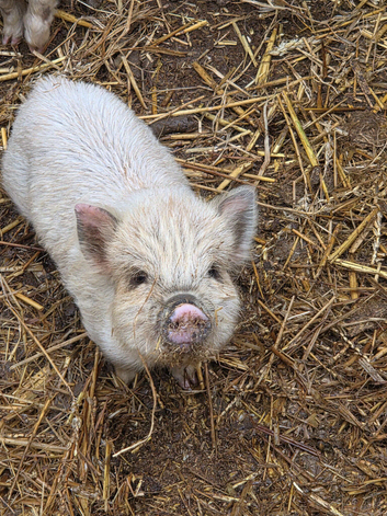 Kune kune piglets
