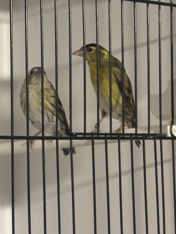 Urasian Siskin pair 2025