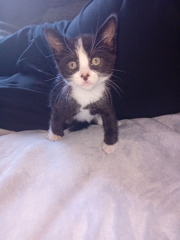 Kittens almost ready for their new homes