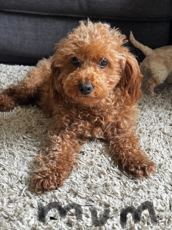 Cockapoo puppies for sale