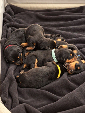 Rottweiler pups for sale
