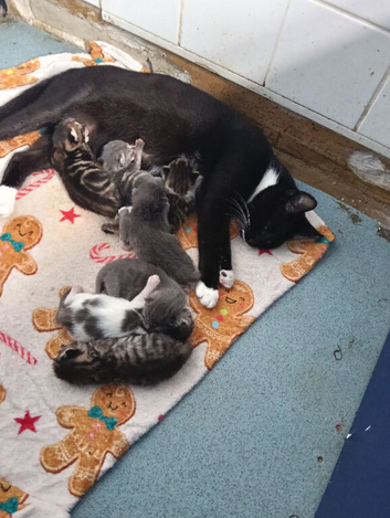 Kittens for sale