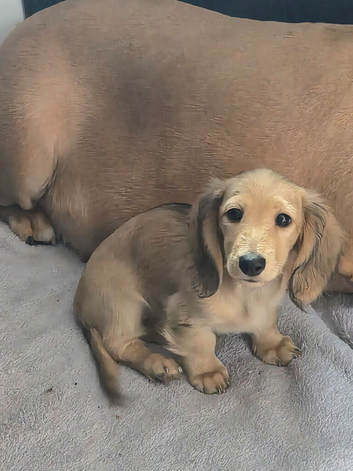 2 female miniature daschund puppies