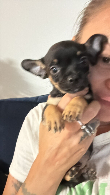 Stunning pups wanting 5 star homes