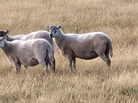 Welsh and welsh mule ewes x40
