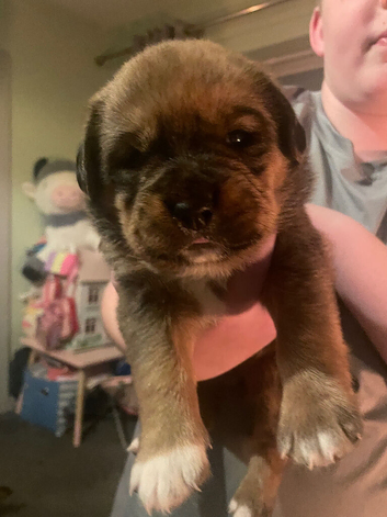 Rottie x bullshih hybrid