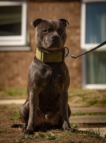 Stunning Blue Staffordshire Bull Terrier for stud