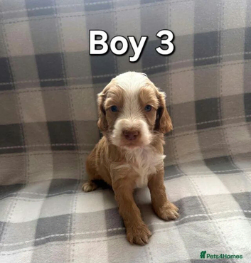 x1 Girl & x4 Boys Available - Cockapoo Puppies