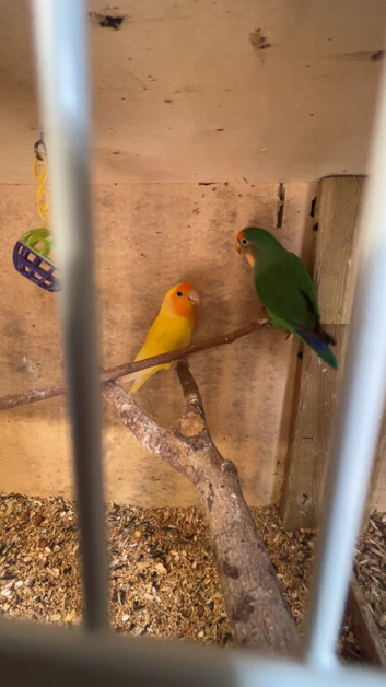 Pairs of love birds