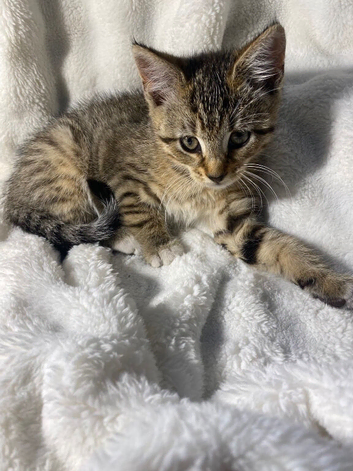 Cute tabby kitten
