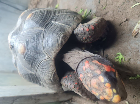 Redfooted tortoise