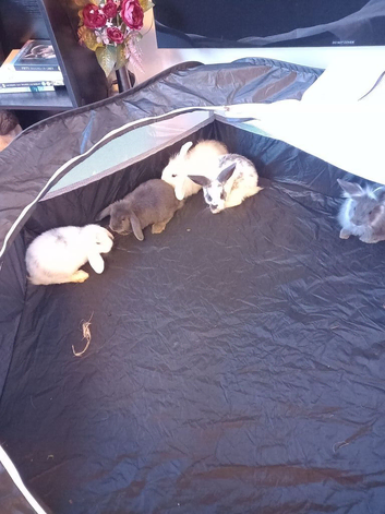3 left of litter