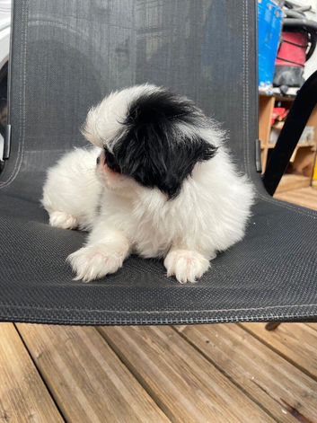 Male Japanese Chin for sale