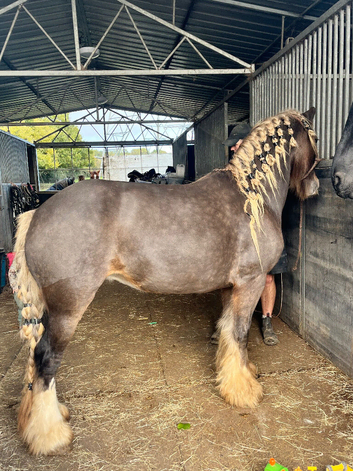 14'2 Silver dapple mare