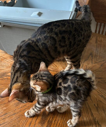 TICA registered Bengal kittens for sale