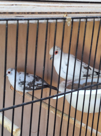 Pair off diamond doves