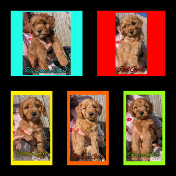 READY NOW 5 x Red Cockapoo Girls For Sale