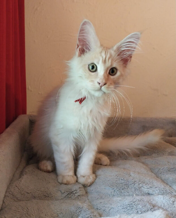 Stunning Tica Reg Maine Coon Kittens. Cream. Red. Tortie. ACTIVE