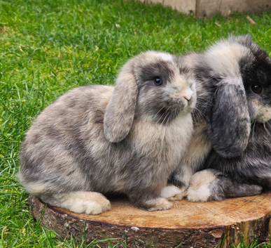 Beautiful mini lops