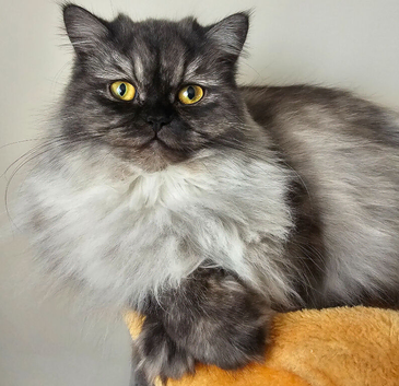 Beautiful Persian Girl