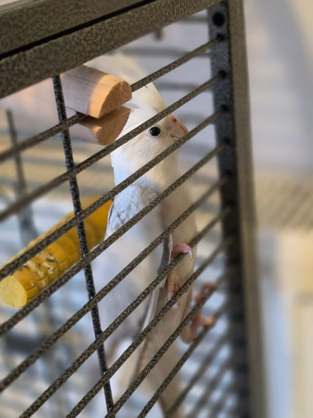 Whiteface cockatiel