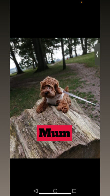 Beautiful Cockapoo puppy for sale