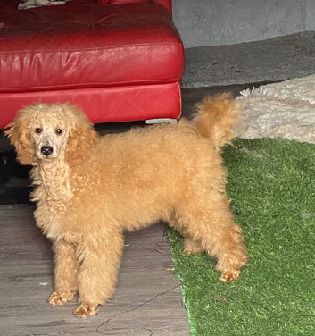 Teddy  5 month old boy looking for his new family.