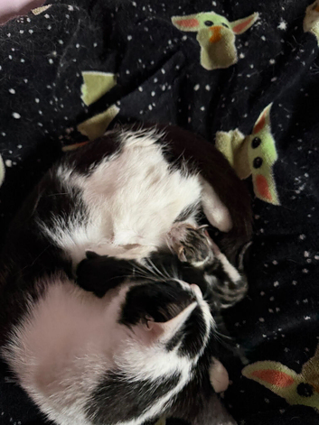 2 kittens looking for a loving home