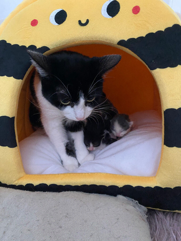 Beautiful litter of kittens