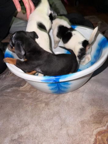 Jackshund Puppies For Sale