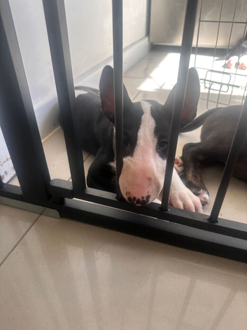 English bull terrier