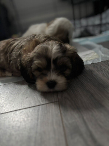 Shorkie cross Lhasa Apso pups