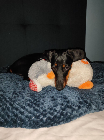 11 month old, microchipped mini dachshund