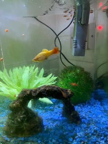 Baby fish for sale