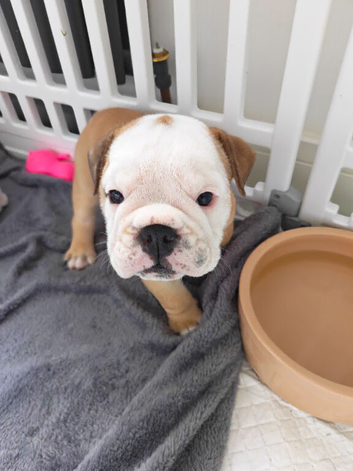 KC Red and White bulldog puppies