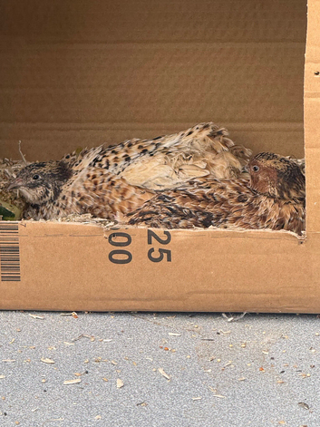 Breeding pair of quails