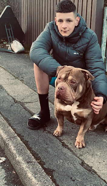 4 year old pocket bully