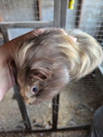 Male guinea pig