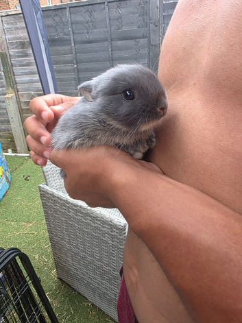 Pure bred netherland dwarf babies
