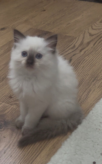 Beautiful Ragdolls