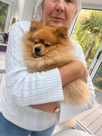 EXCEPTIONAL KC REGISTERED POMERANIAN STUD &ndash; KENZO