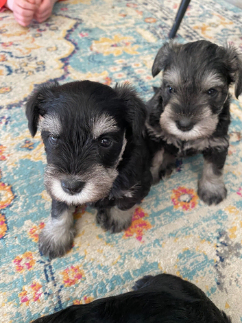 Miniature Schnauzer Puppies from 5 Generation Kennel Club Parents
