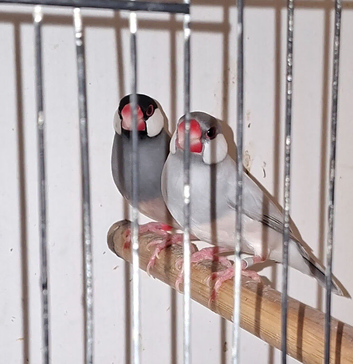 Pair of java finches